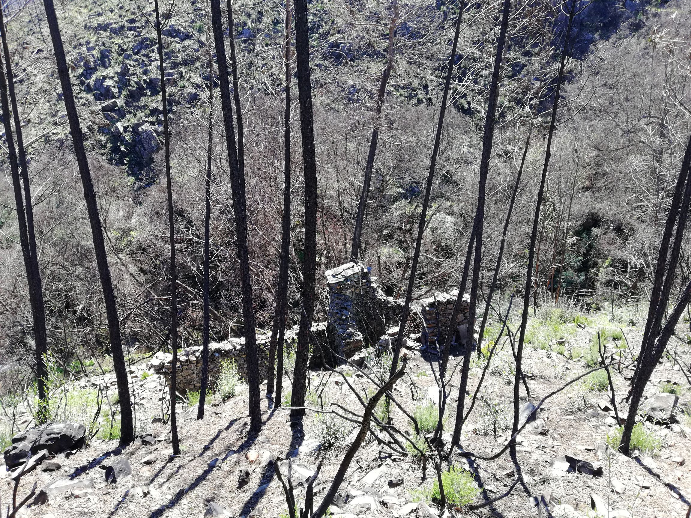 Die Ruine